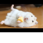 ### chezz hamsters