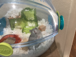 The hamsters are cute group