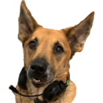 Cappa the Gaming Dog Offical