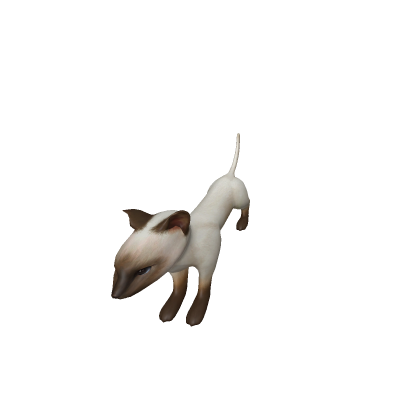 Ohio Spinning Cat