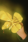 -Allie's Apperal-