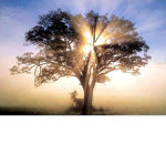peacefully place