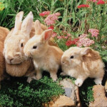 ⋆ ˚｡⋆୨♡୧⋆ ˚｡⋆