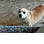 Tiny the dog group