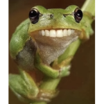 Frogs of the world