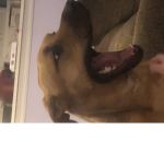 silly goosieee
