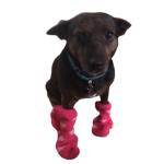 What da dog doin studios