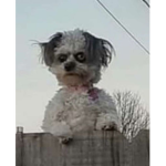 doggos <3 :3
