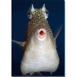 swim with fish