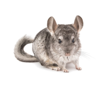 CHINCHILLAS UNITED