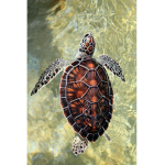 ~sea turtles~