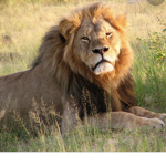 - Lions United -
