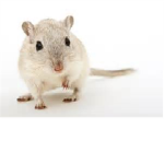 Gerbils & Cat Lovers