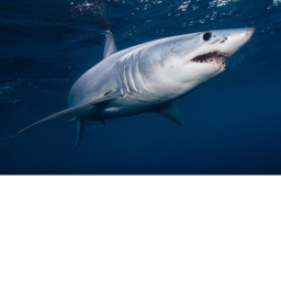survive the evil shark hank