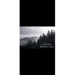 Twilight_forest_andmore