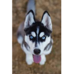 HuskyClub
