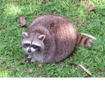 Raccoon Pog