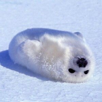 Seals Party Club