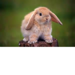 Rabbittopia