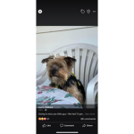 Th lucky puppy