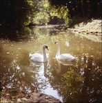 SwAn cOrE