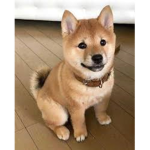 DOGE_ARMYyy