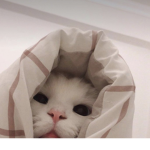 •Rosie•