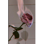 flower qeen