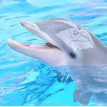 Cute Dolphins!
