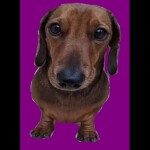 [PRODUCT ESSENCES] Peroxide Quiz