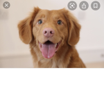 Dogs And pups united into a country