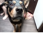 My Duke