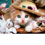 Animals<3