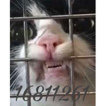 ᴀᴋᴠɪʟʟᴇxx