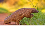 Save Endangered Animals!!!