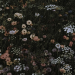 wildflower’s