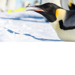The Exotic Penguin Family