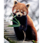 Orange Pandas