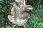 Worship the sloth