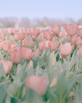Flower.co Group