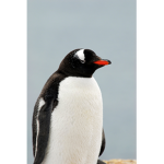Da Penguin Squad