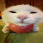 Cats_studio_meow