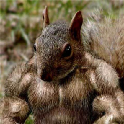 Buffest animal since bobthingy's dog Roblox decal