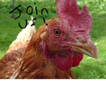 THE Chickens United