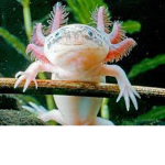 Axolotlowe Świry
