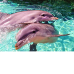 dolphins<33