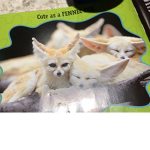 Jojo fox me