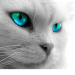 HawkClan - Warrior Cats Roleplay Group
