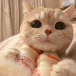 adoriingdolls