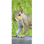 Squirrel fun
